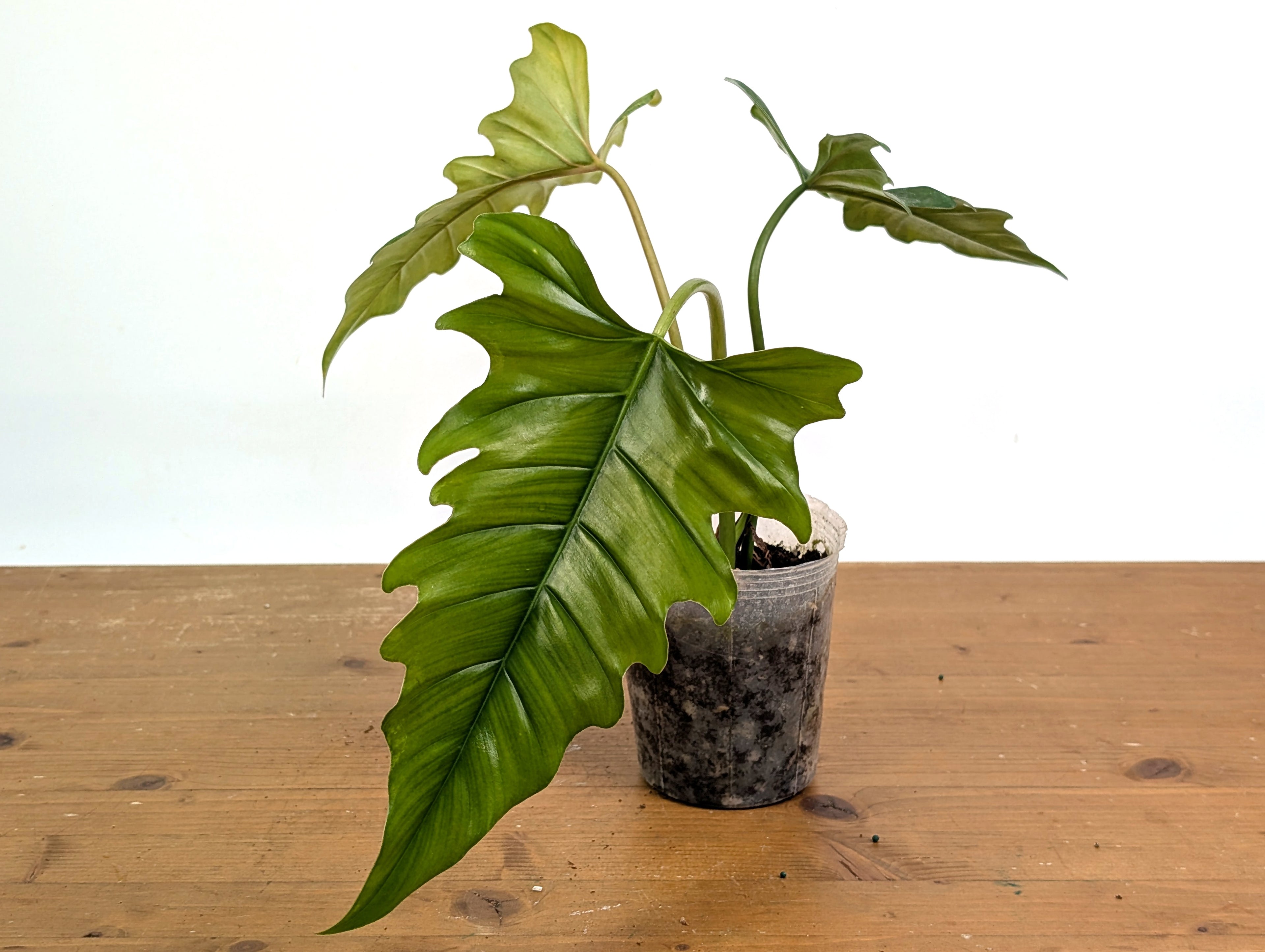 Philodendron Angel Eyes (Patriciae x Tortum)