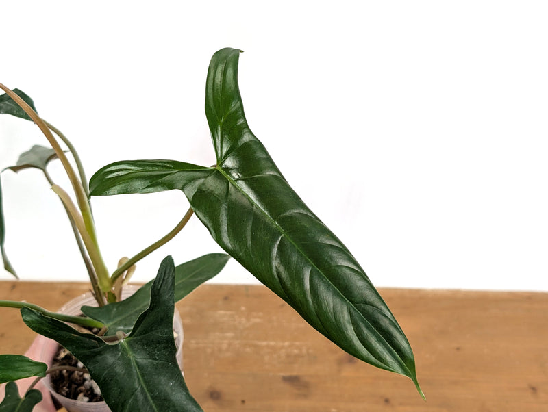 Philodendron Paloraense cf x Pinnatilobum