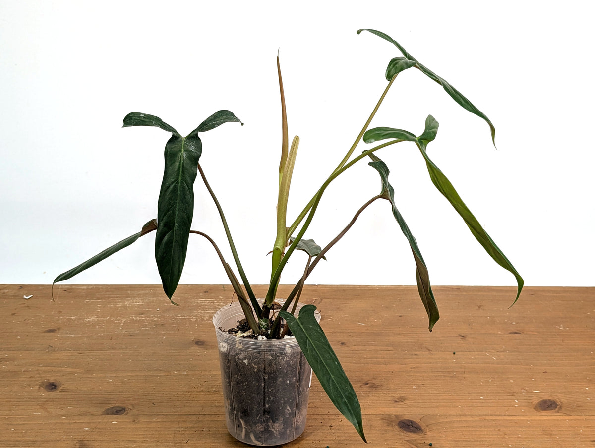 Philodendron Paloraense cf x Pinnatilobum