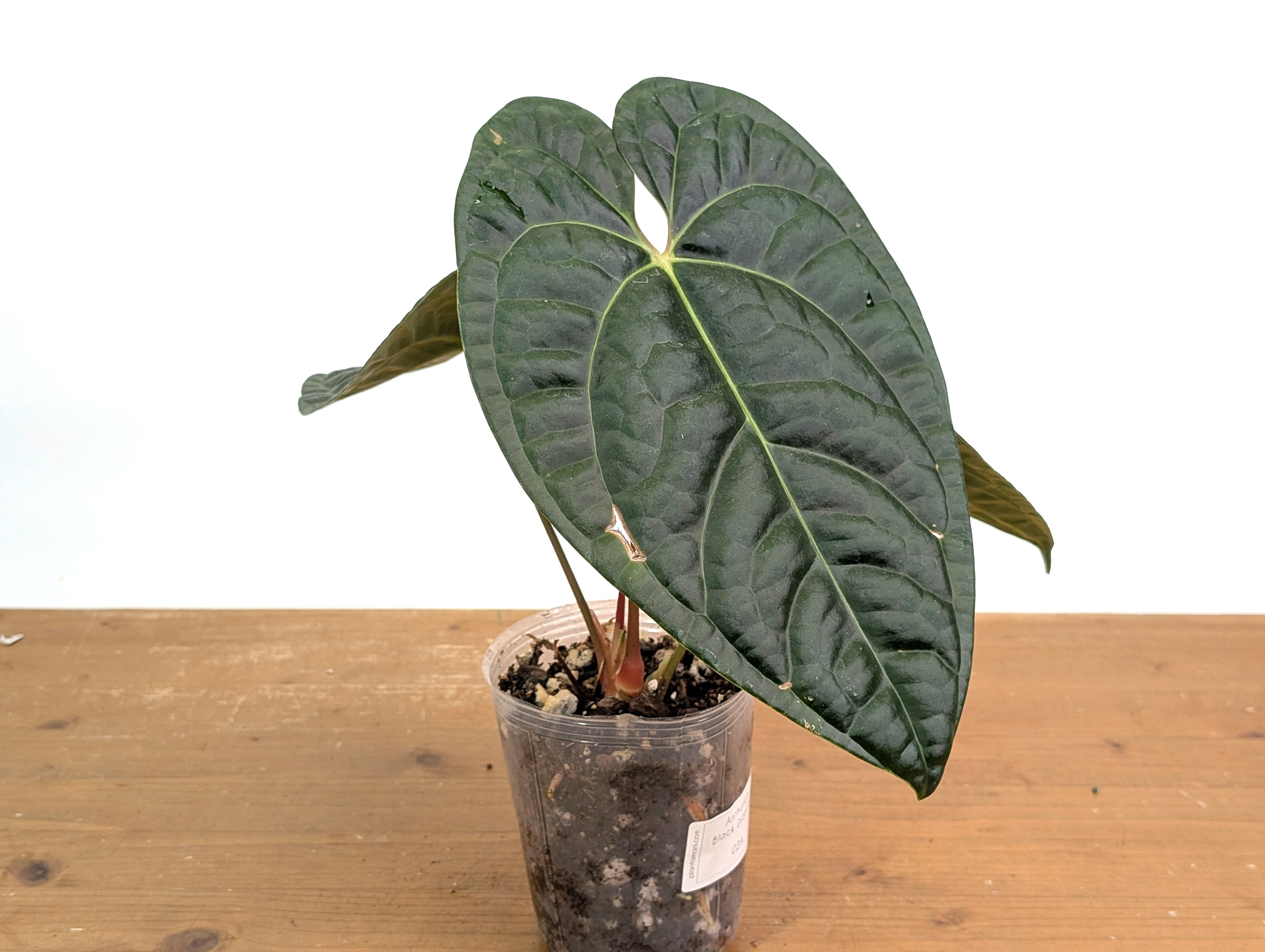 Anthurium Black Diamond - Exact Plant 02A