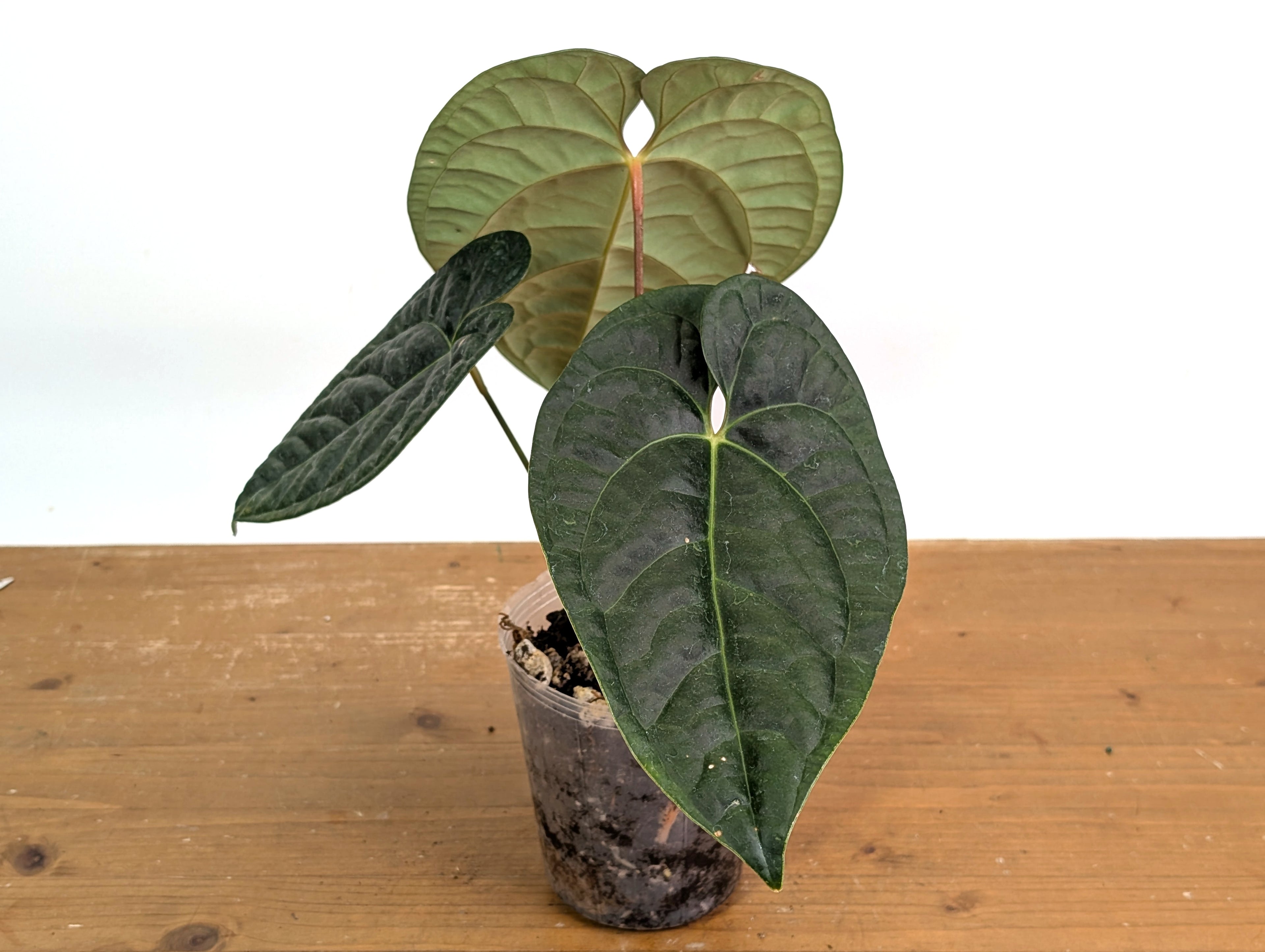 Anthurium Black Diamond - Exact Plant 02A