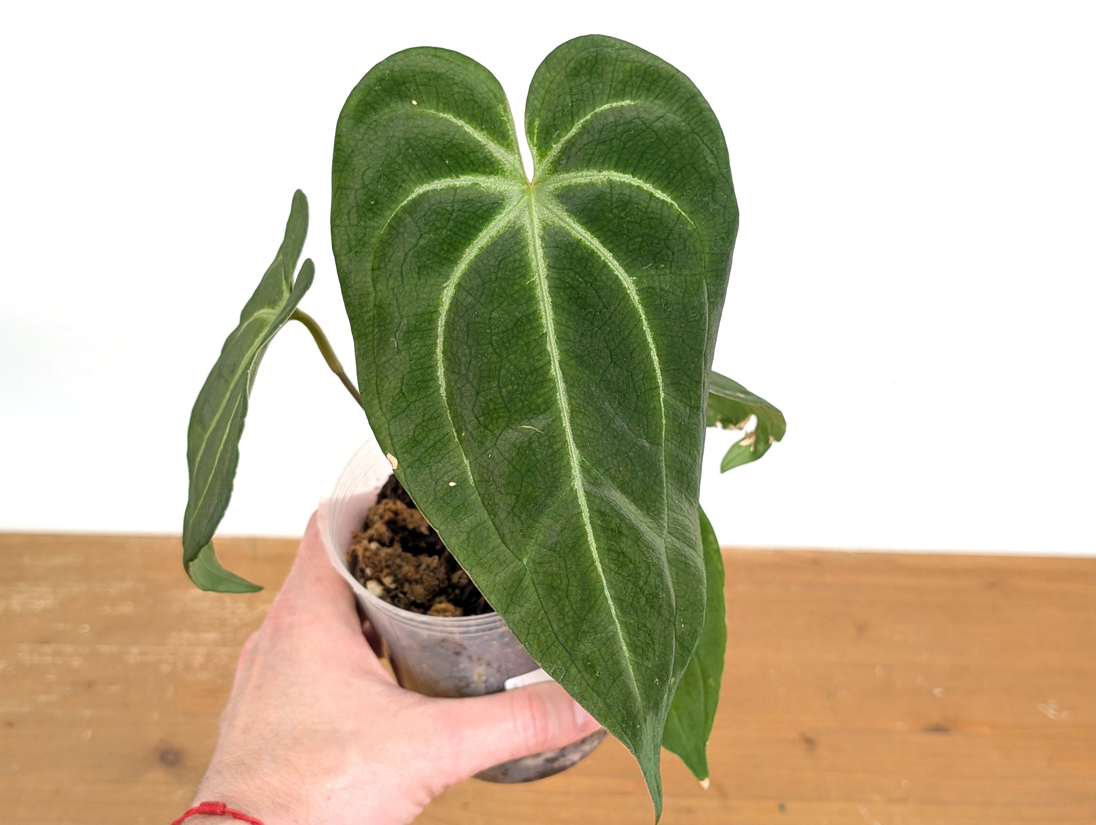 Anthurium Green Soul (Forgetii x Besseae)