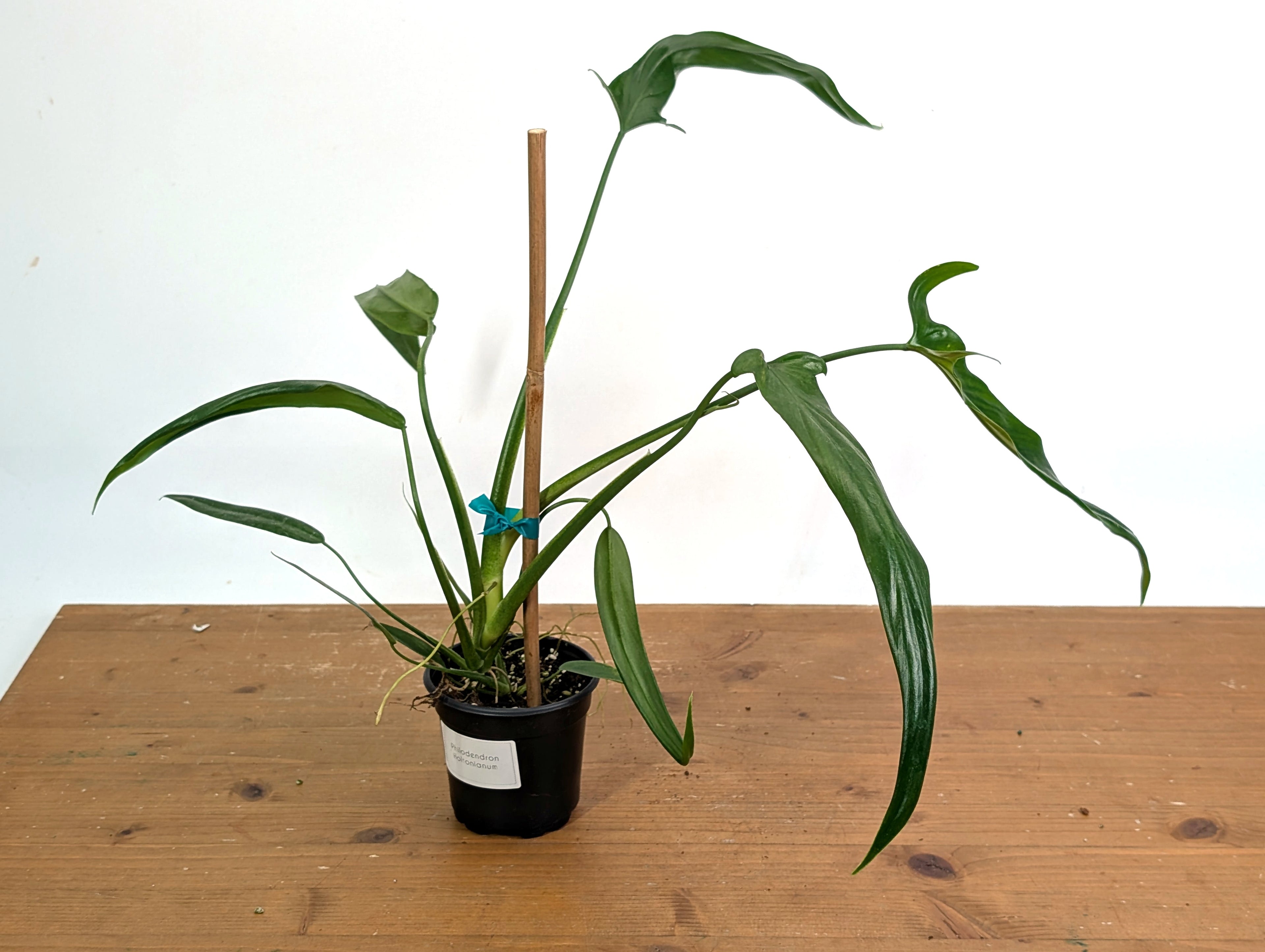 Philodendron Holtonianum