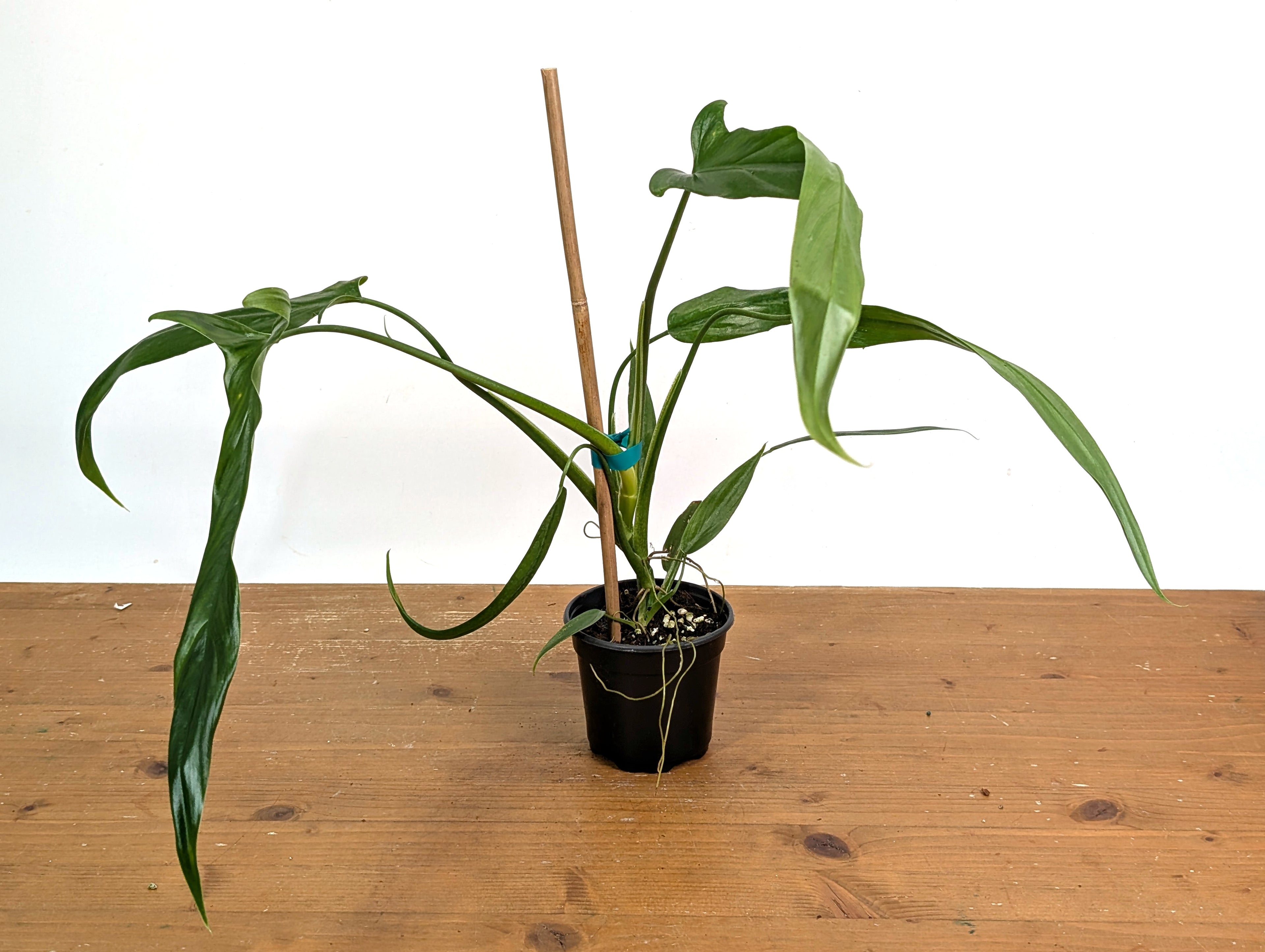 Philodendron Holtonianum