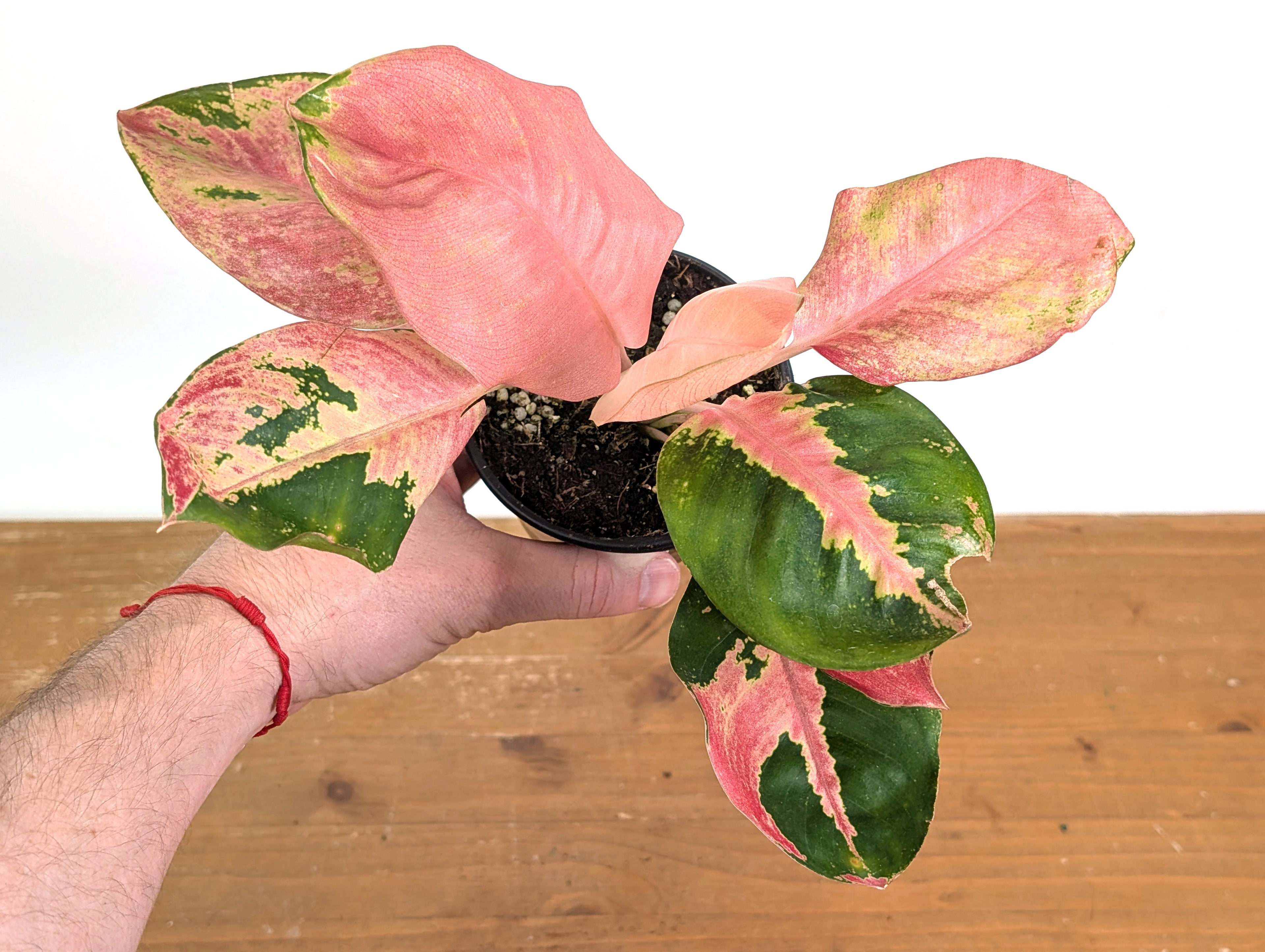 Aglaonema Hello Kitty