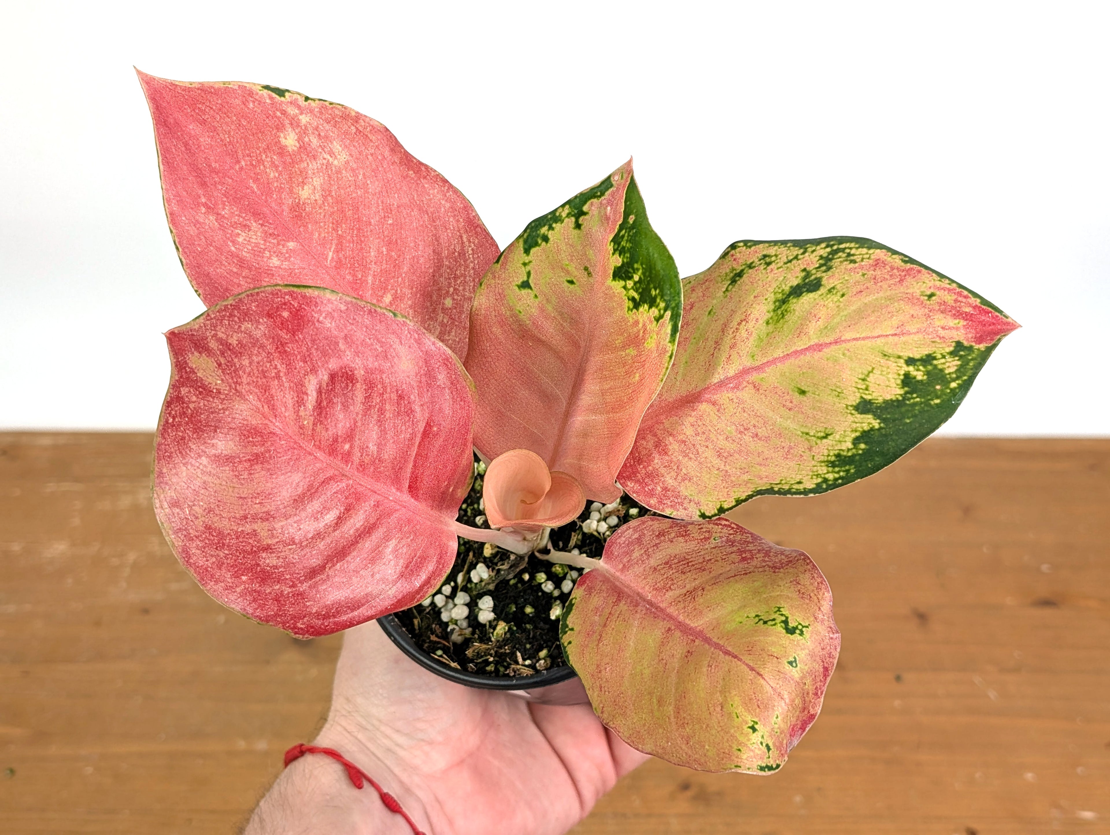 Aglaonema Hello Kitty