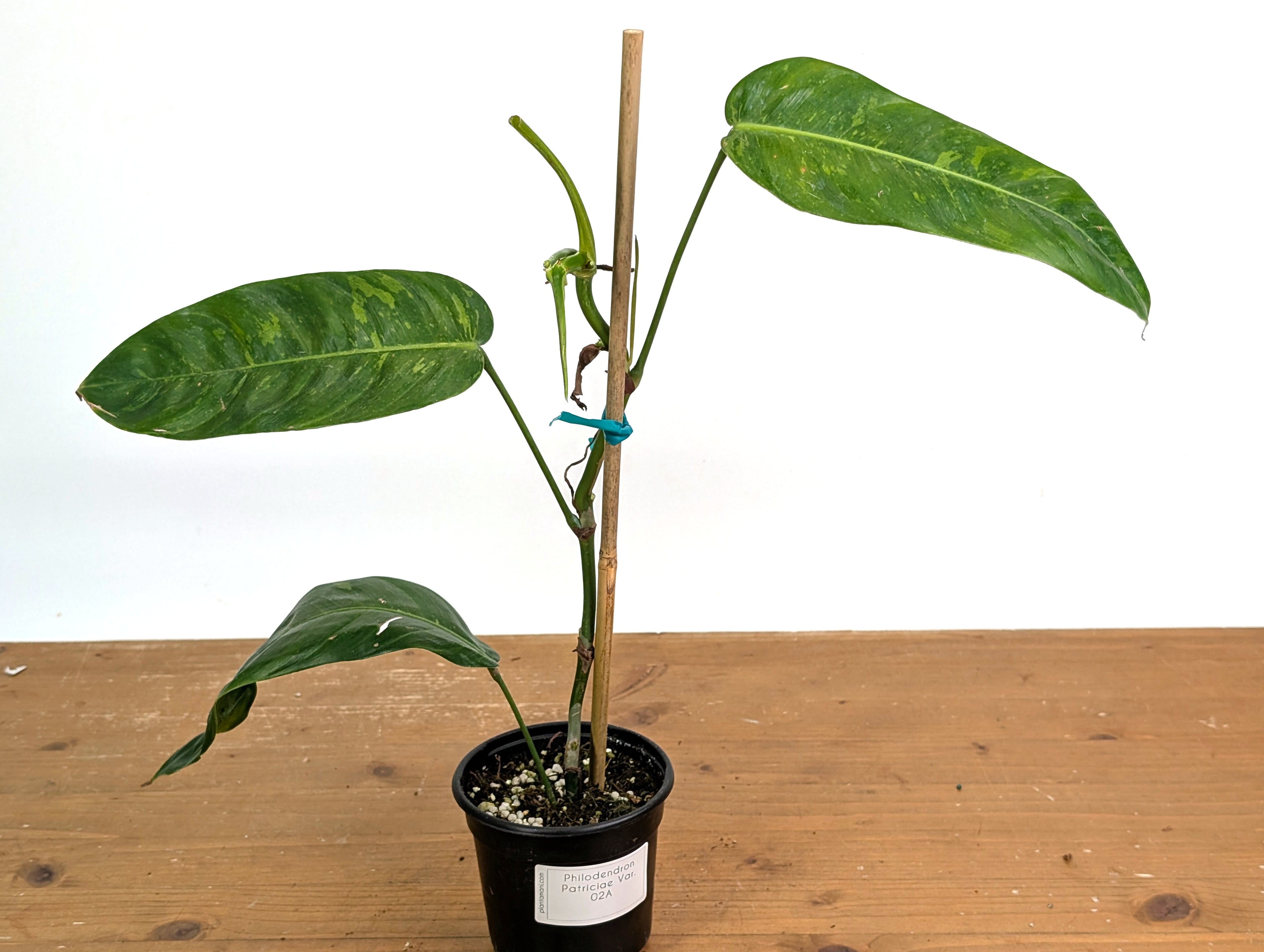 Philodendron Patriciae Variegated (Exact Plants)