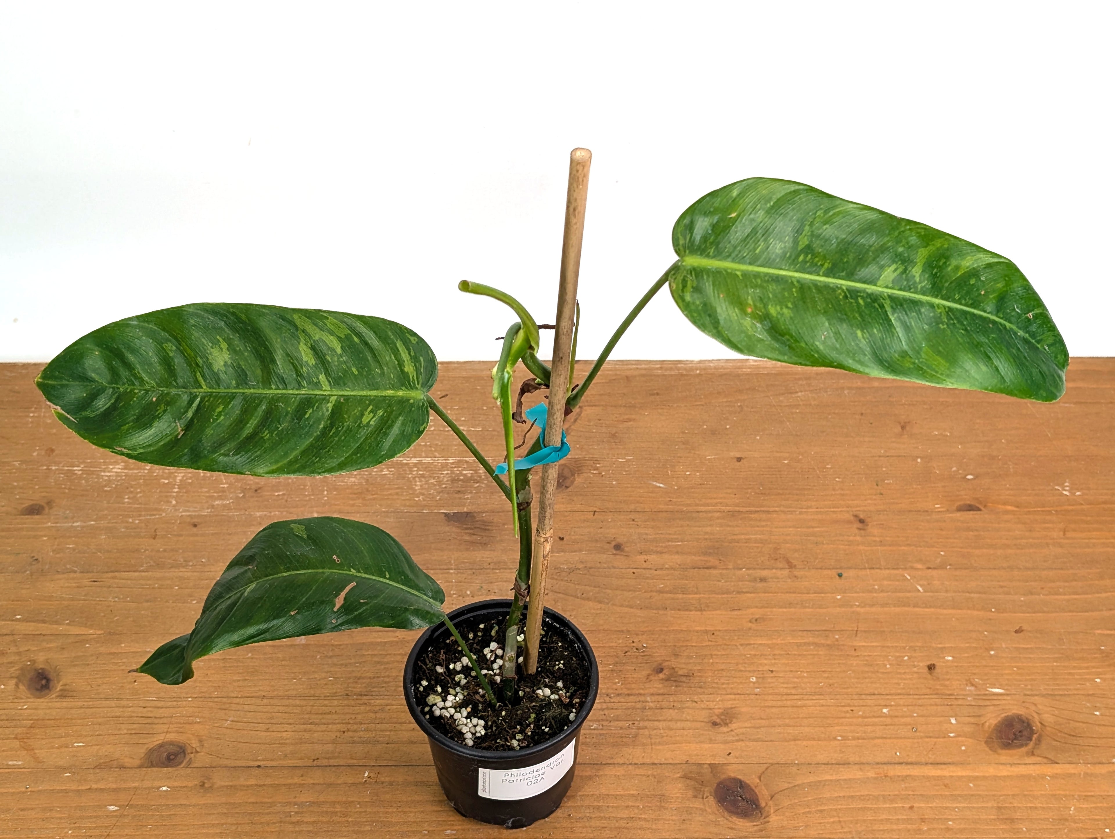 Philodendron Patriciae Variegated (Exact Plants)