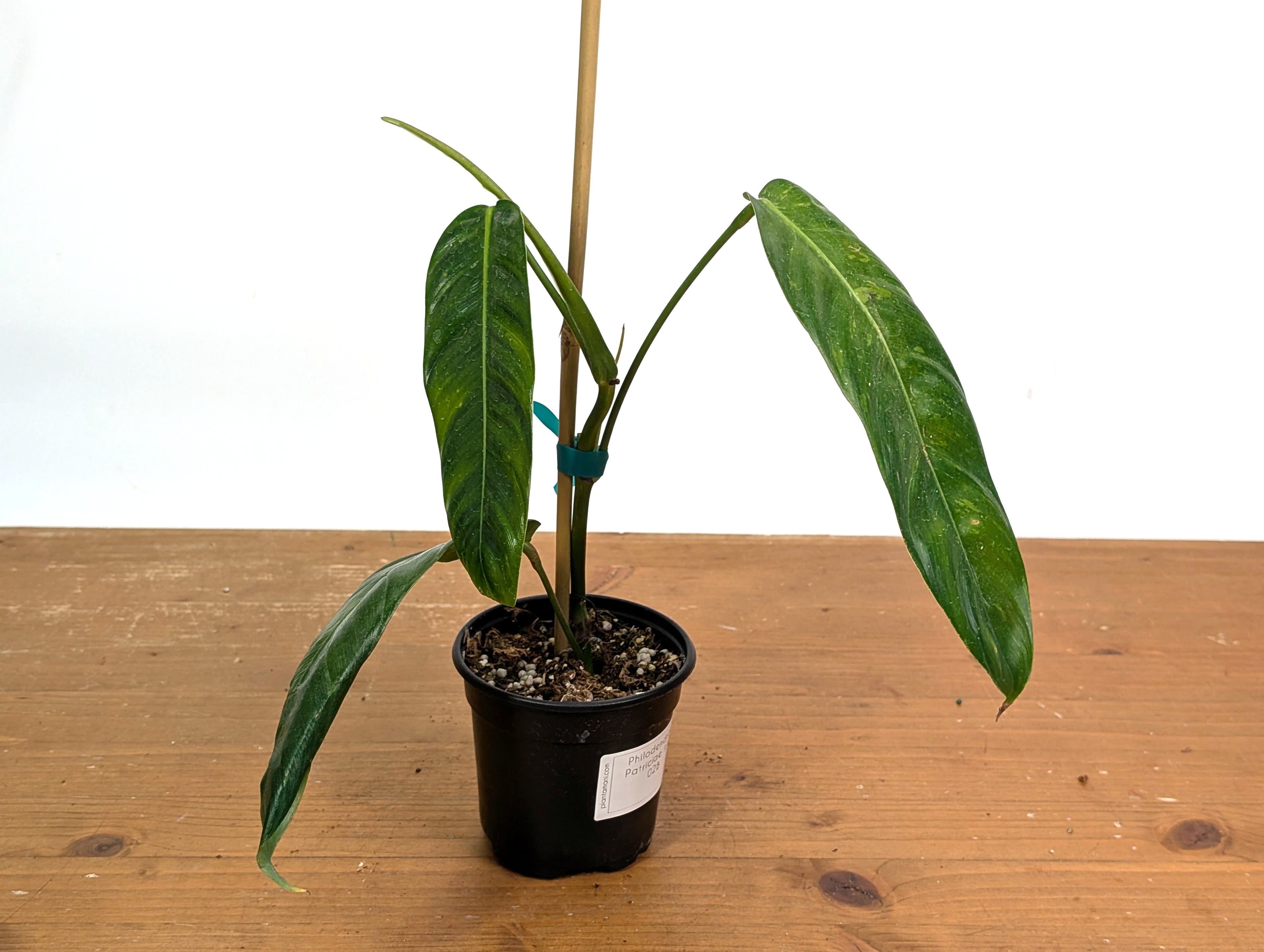 Philodendron Patriciae Variegated (Exact Plants)