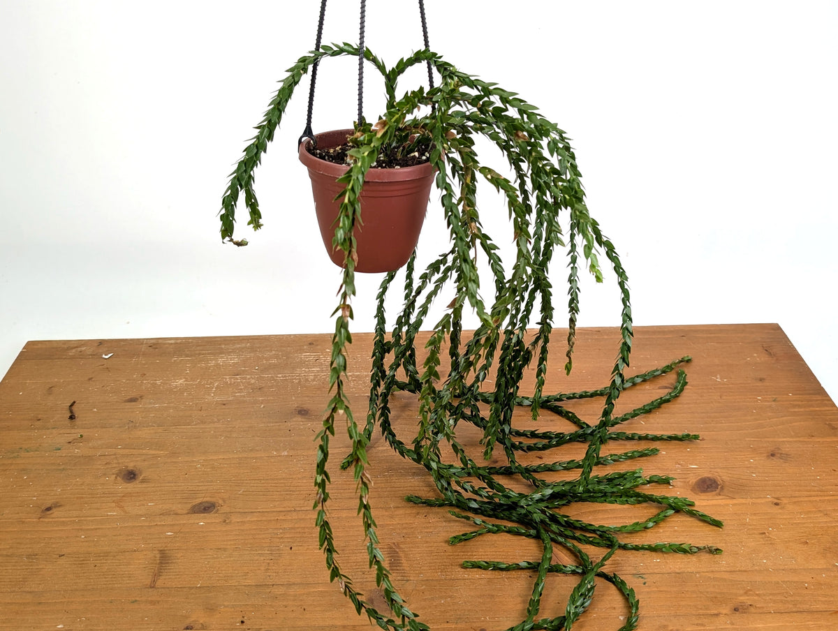 Huperzia Hang Hong