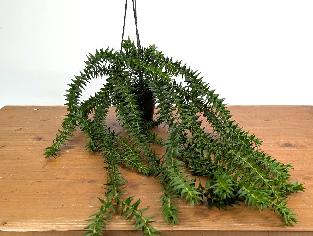 Huperzia Phlegmaria 'Big Lips'
