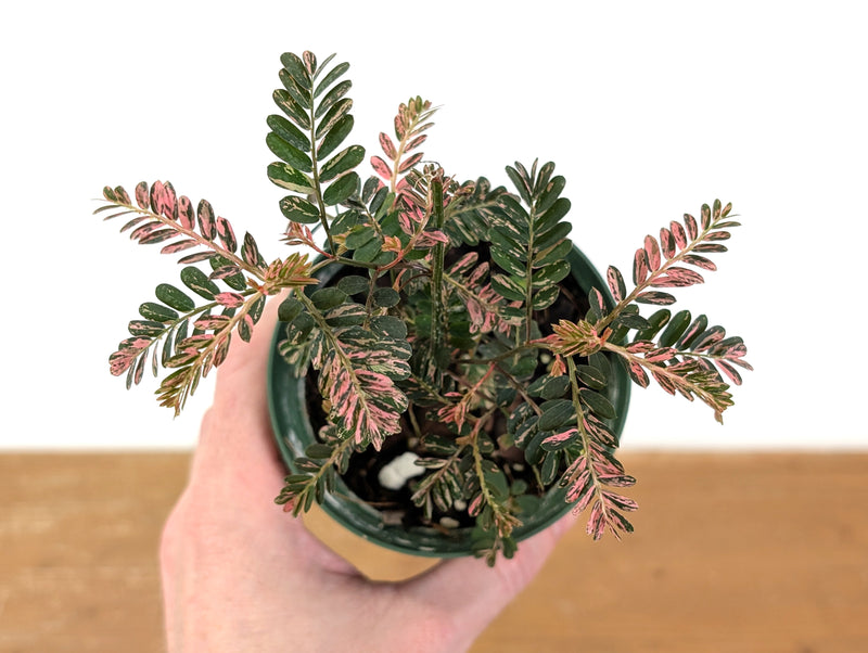 Phyllanthus Urinaria Pink Variegated (Exact Plant #43A)