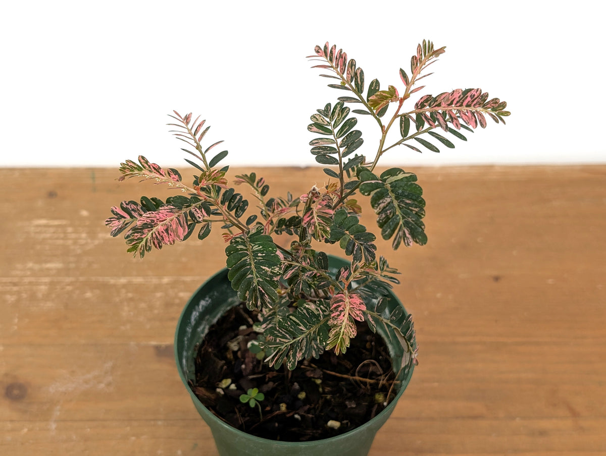 Phyllanthus Urinaria Pink Variegated (Exact Plant #43A)