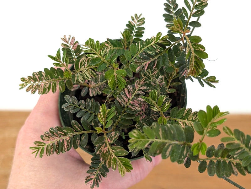 Phyllanthus Urinaria Pink Variegated (Exact Plant #43B)