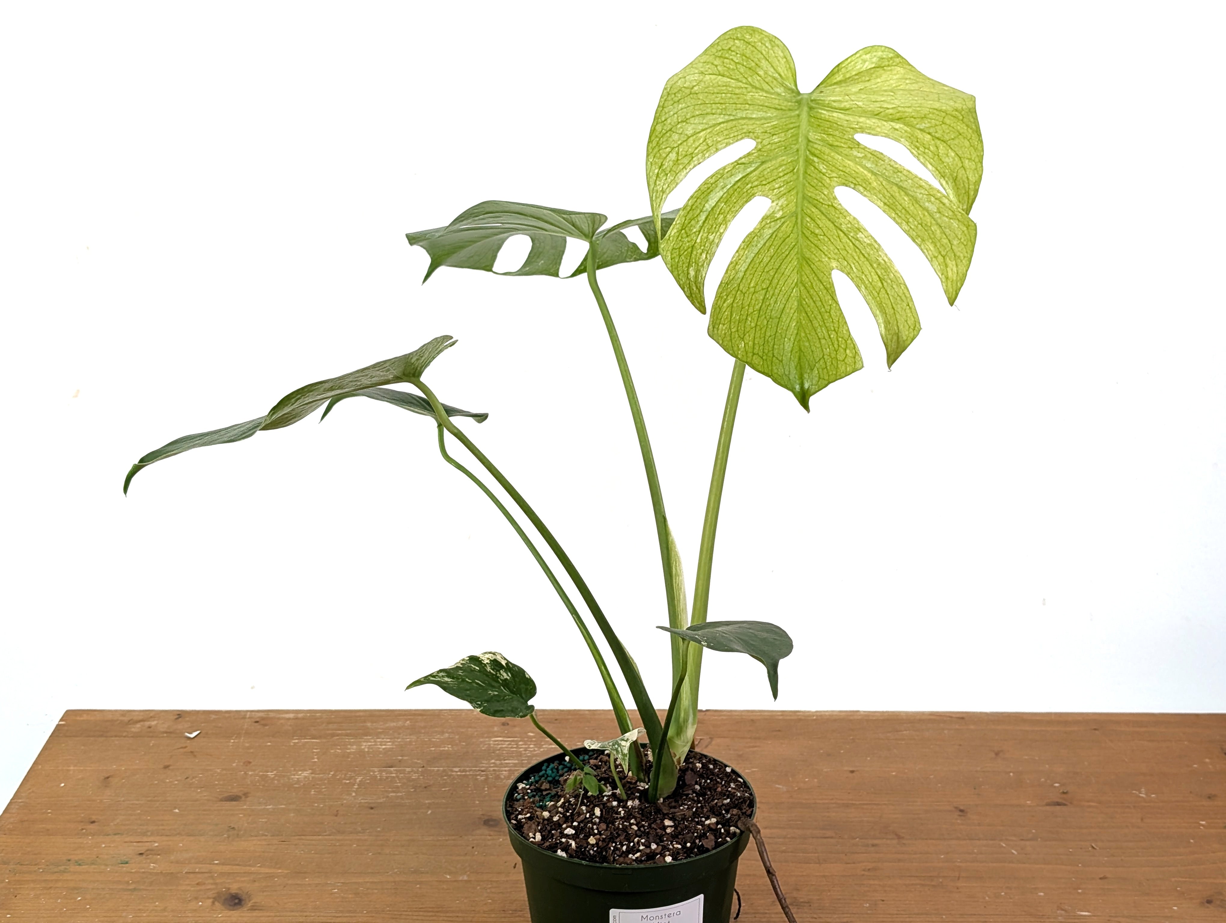 monstera deliciosa benefits Monstera Deliciosa Mint Variegated – Plantamani Plants