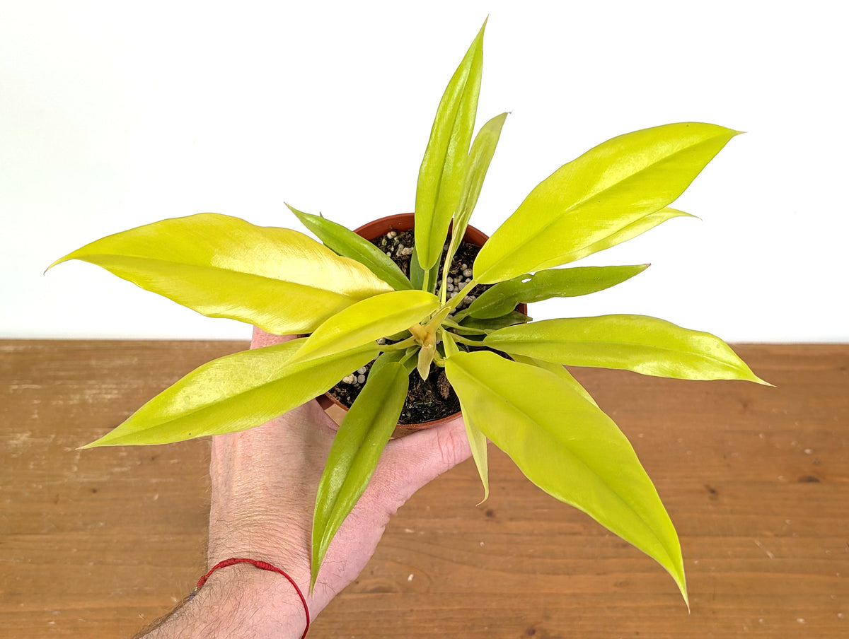 Philodendron Golden Crocodile