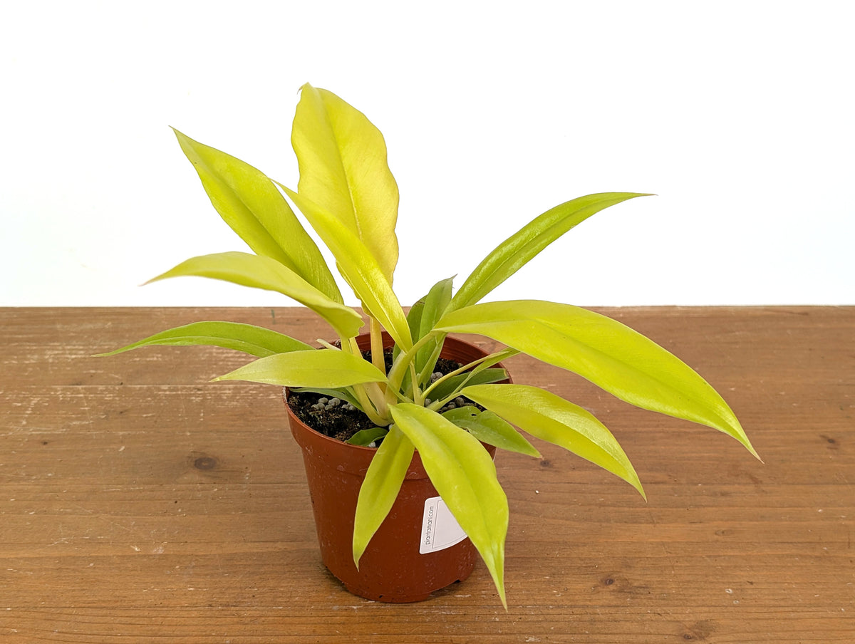 Philodendron Golden Crocodile