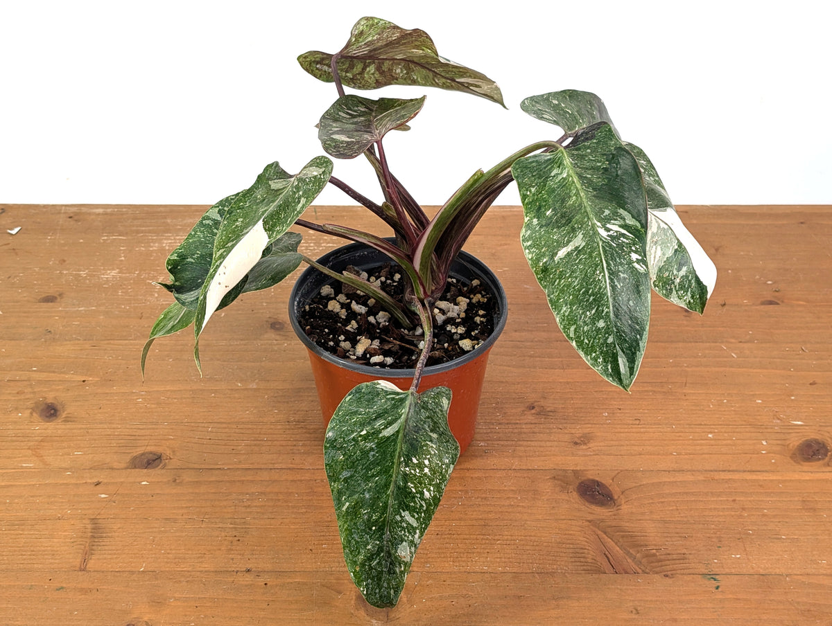 Philodendron Scarlet Princess - Exact Plants