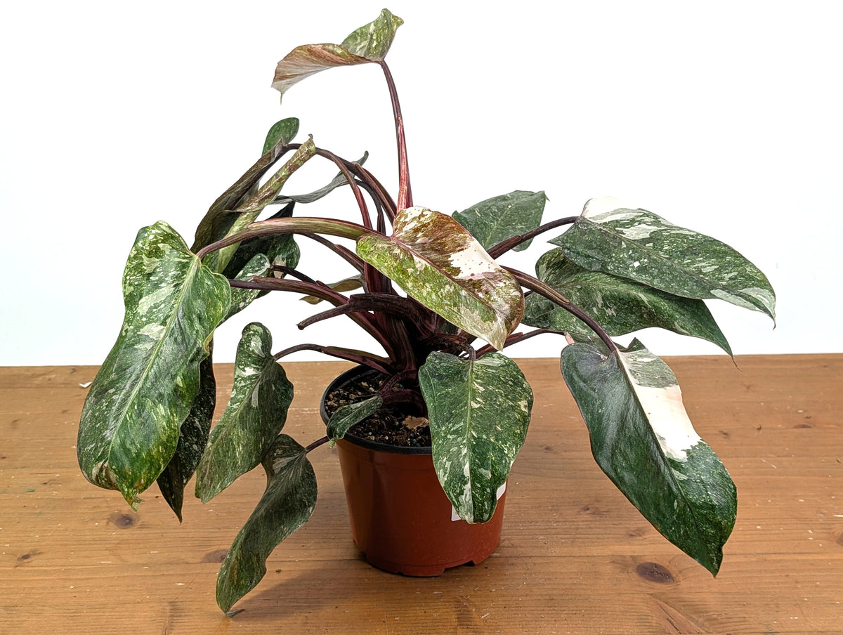 Philodendron Scarlet Princess - Exact Plants