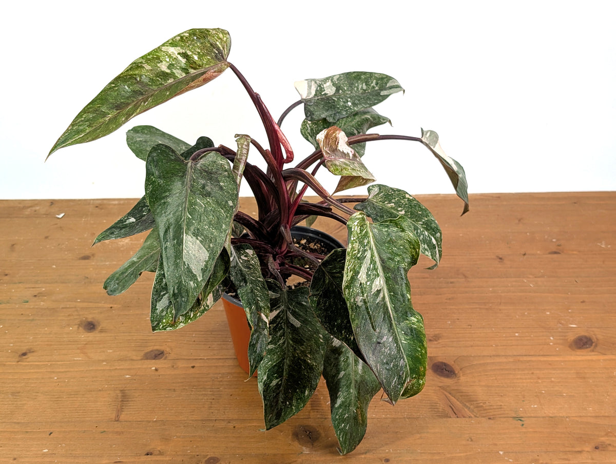 Philodendron Scarlet Princess - Exact Plants