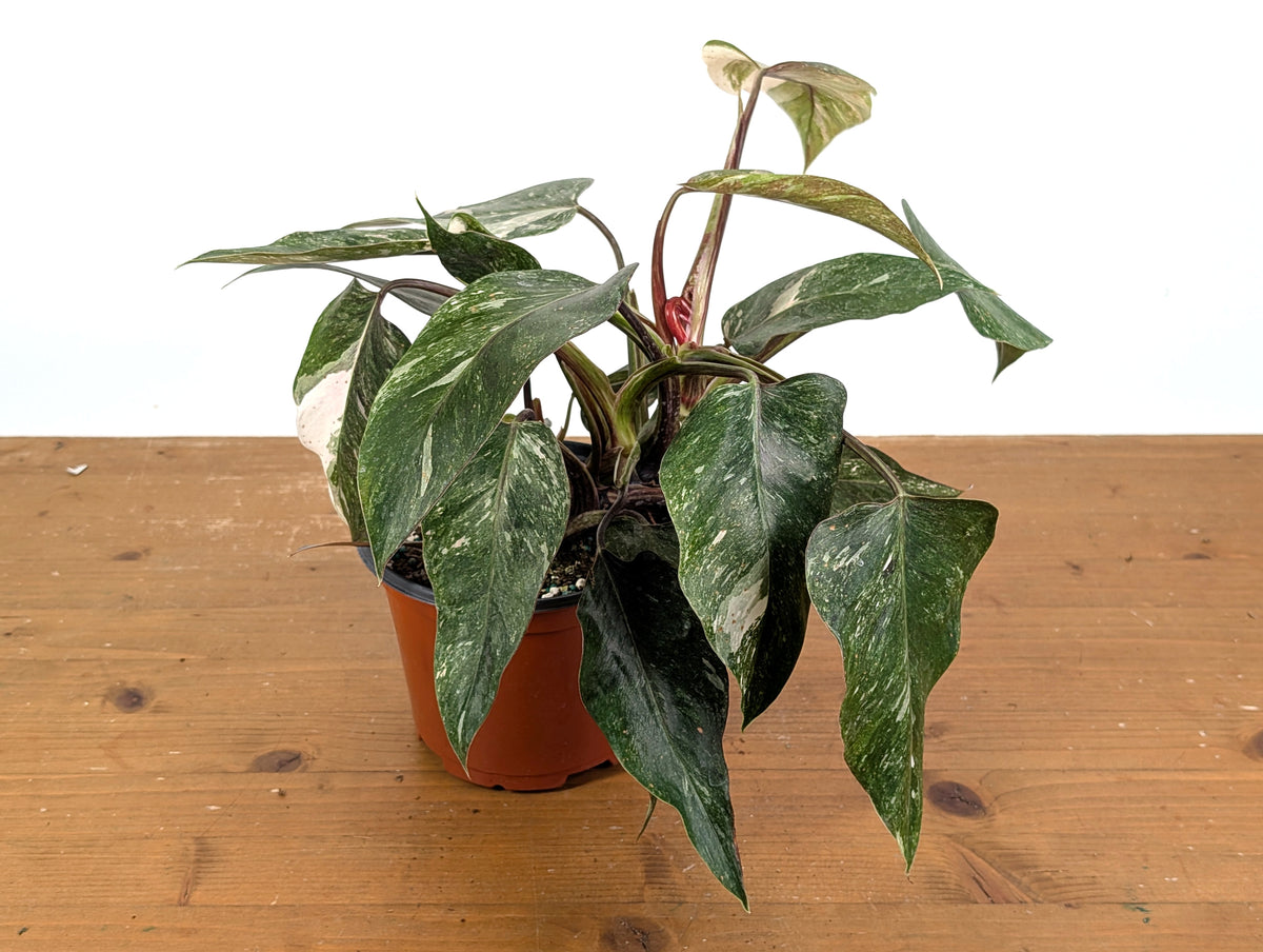 Philodendron Scarlet Princess - Exact Plants