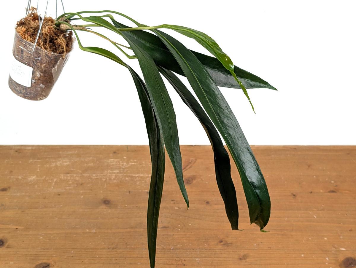 Anthurium Friedrichsthalii - Wide Dark Form