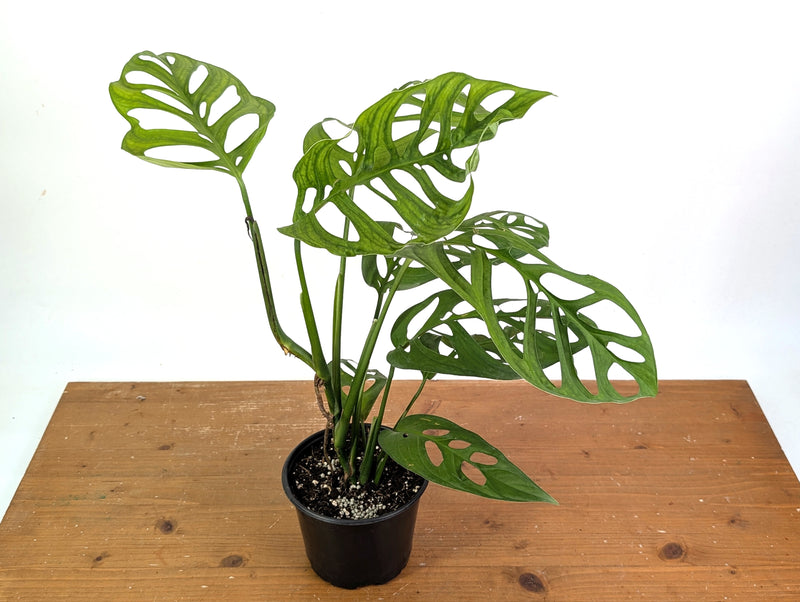 Monstera Esqueleto (epipremnoides)