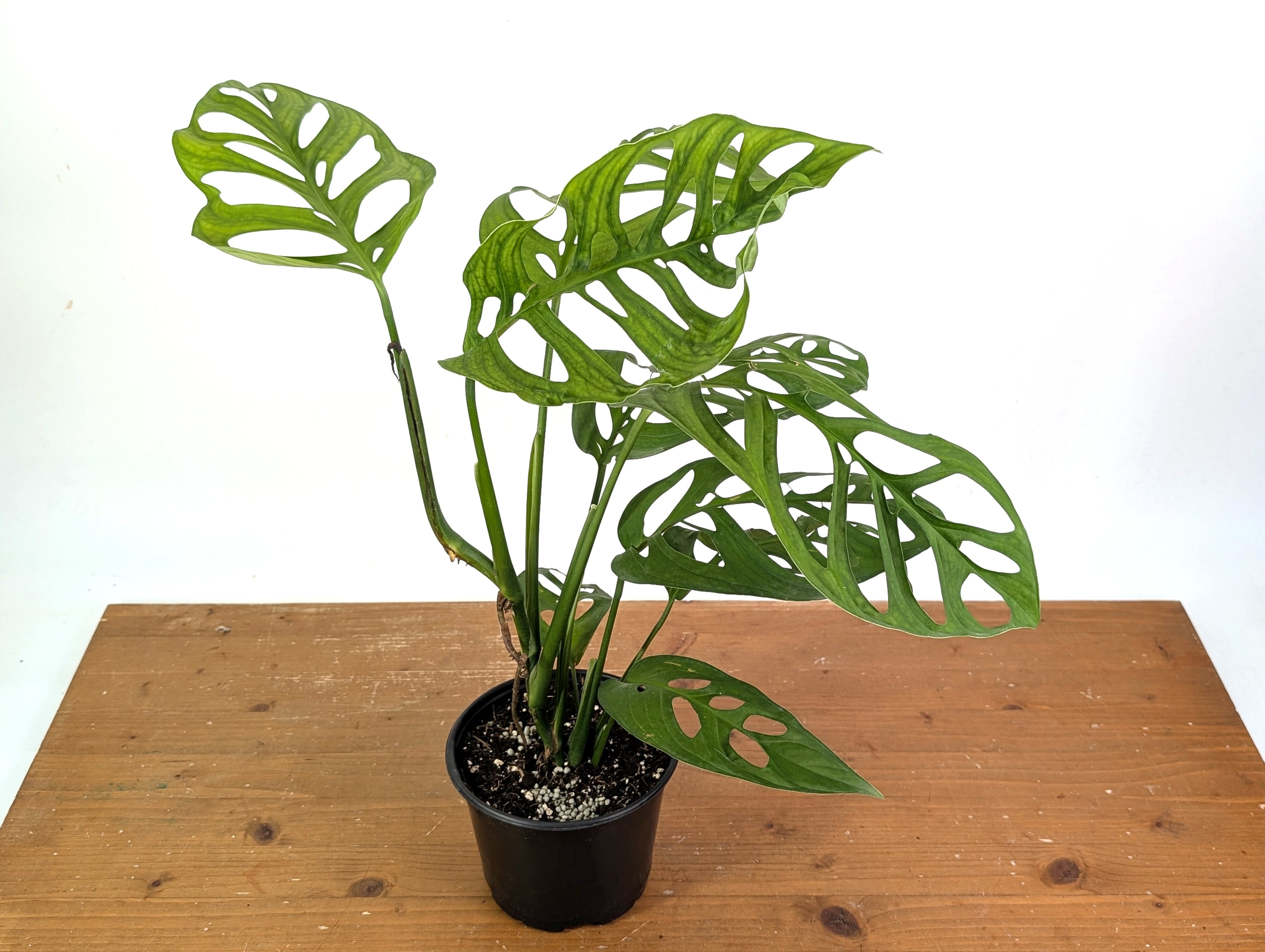 Monstera Esqueleto