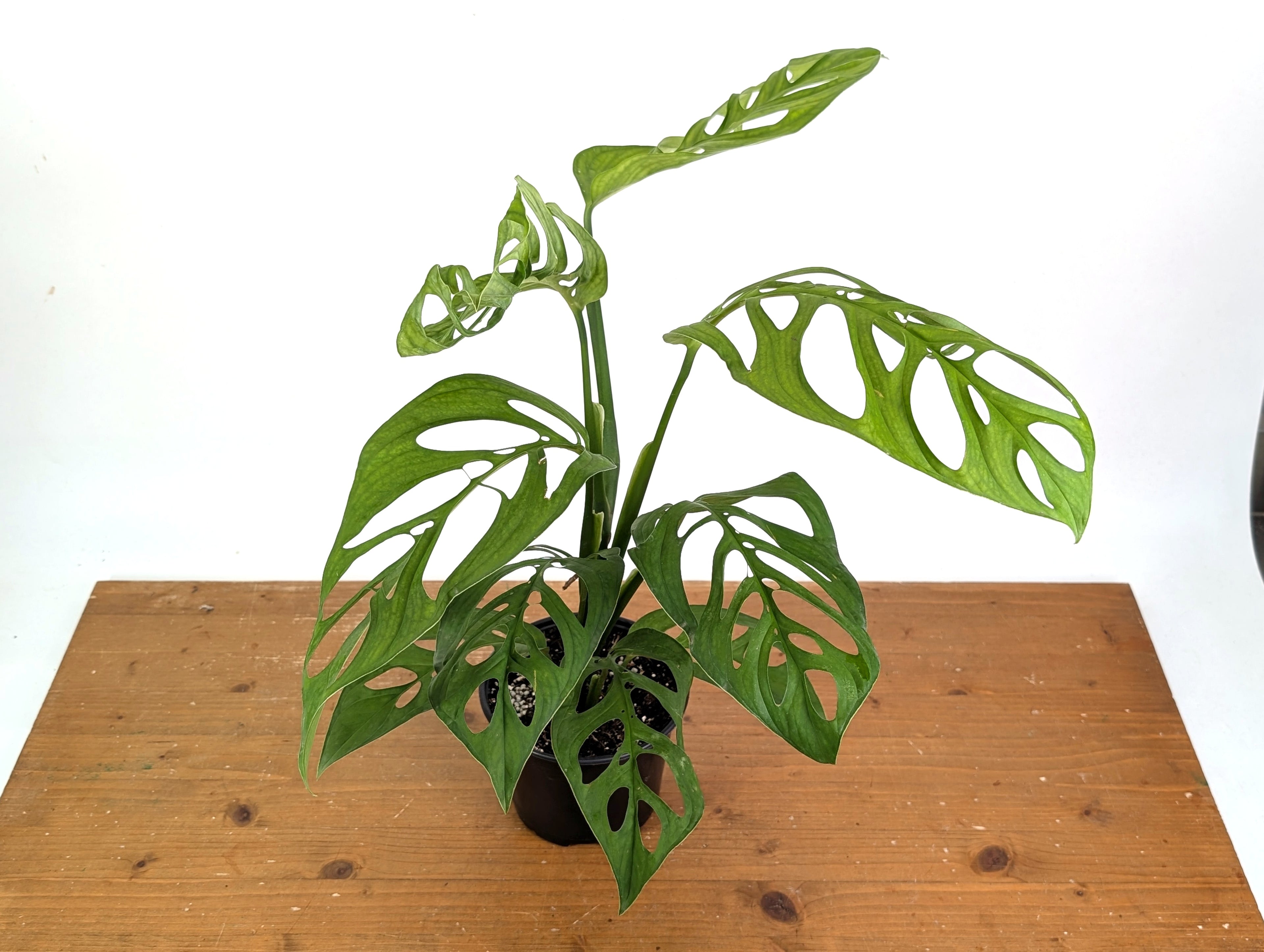 Monstera Esqueleto