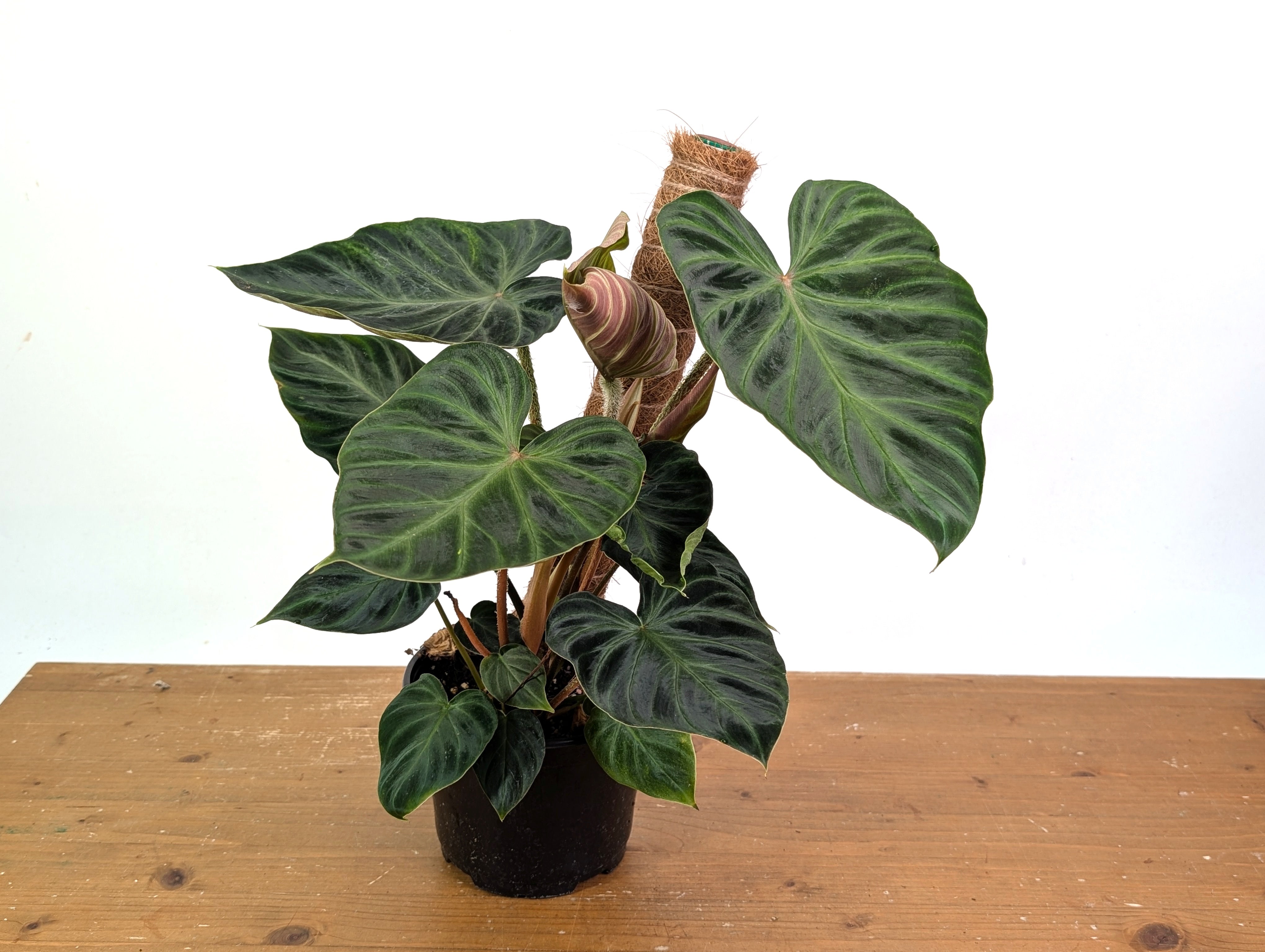 Philodendron Verrucosum Incensi