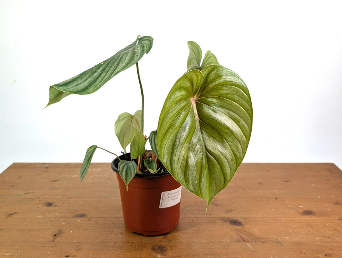 Philodendron Pastazanum x Plowmanii