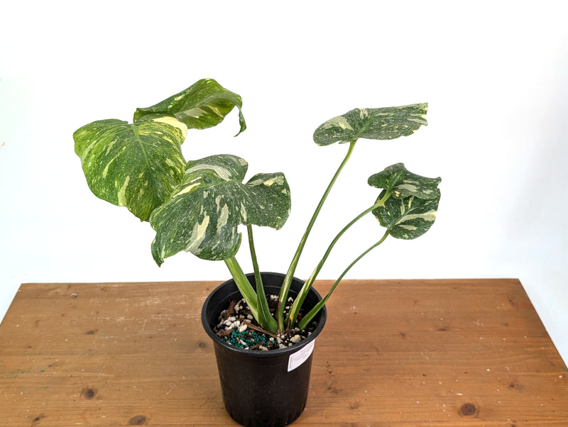 Monstera Tricolor Thai Constellation Mutant - Exact Plant #08A