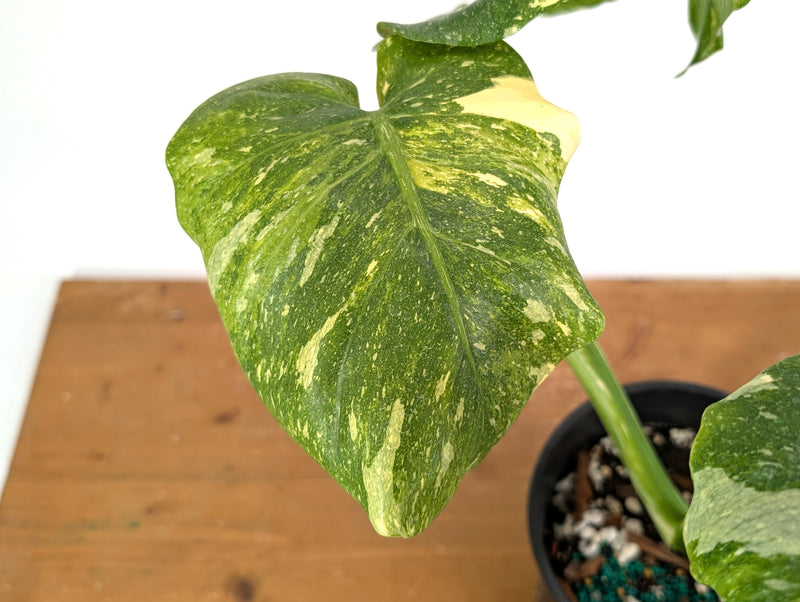 Monstera Tricolor Thai Constellation Mutant - Exact Plant #08A