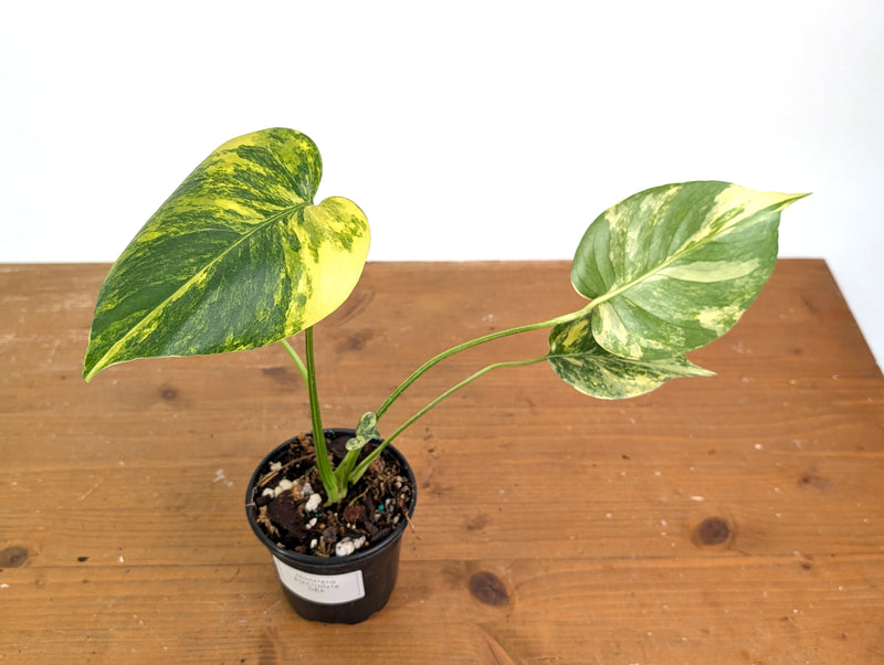 Monstera Electrolyte - Exact Plant #08A