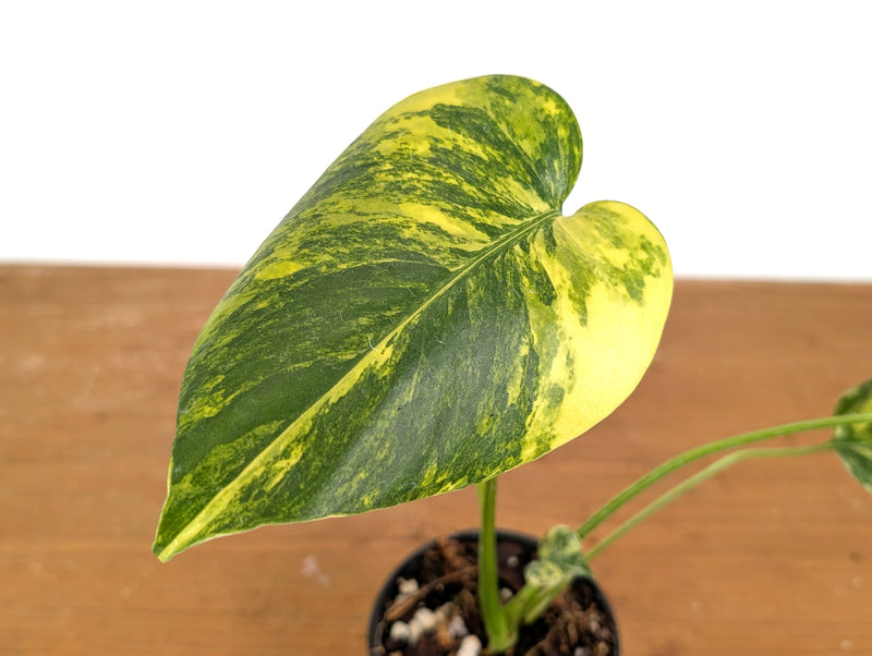 Monstera Electrolyte - Exact Plant #08A