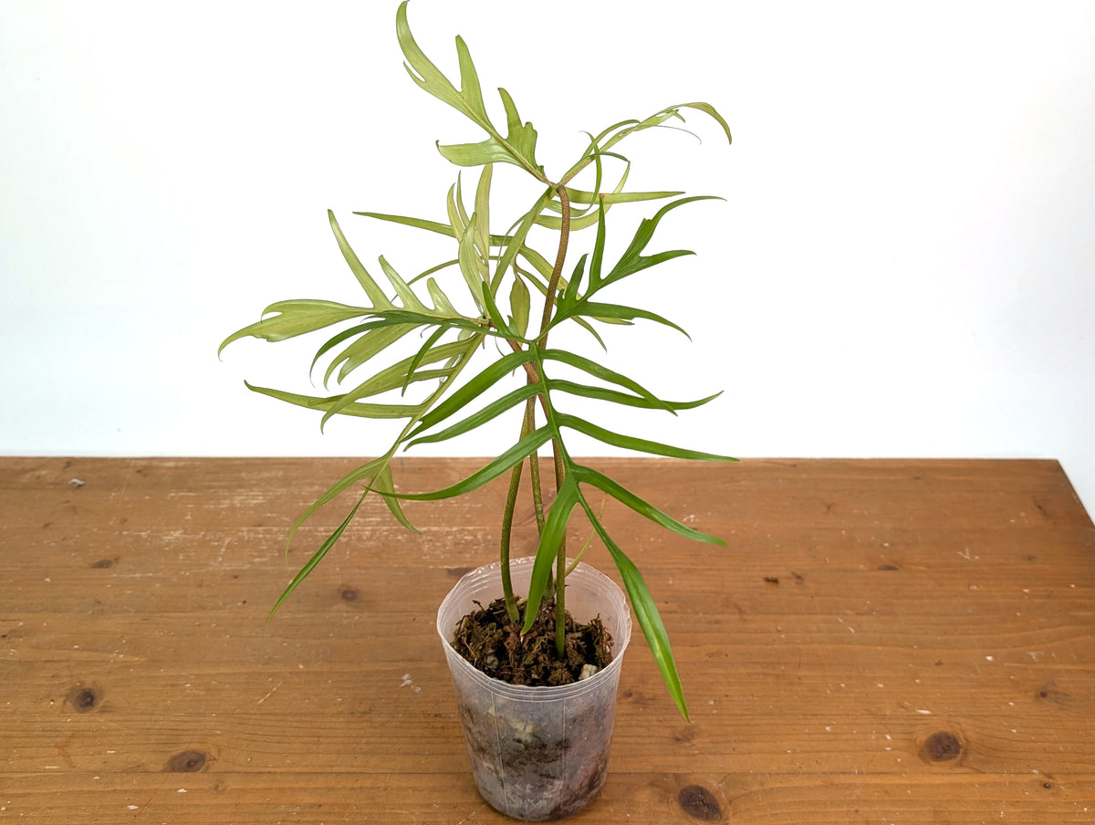 Philodendron Polypoidioides
