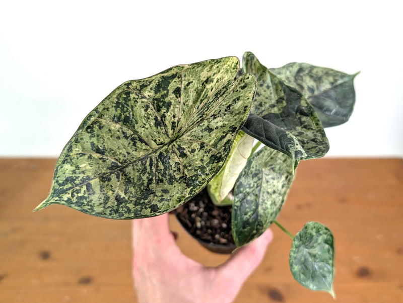 Alocasia Dragon Scale Variegated Mint
