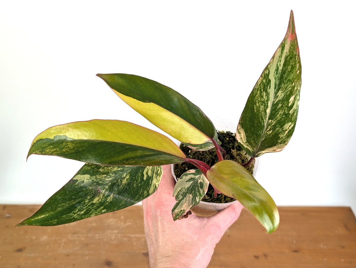 Philodendron erubescens 'Strawberry Shake'
