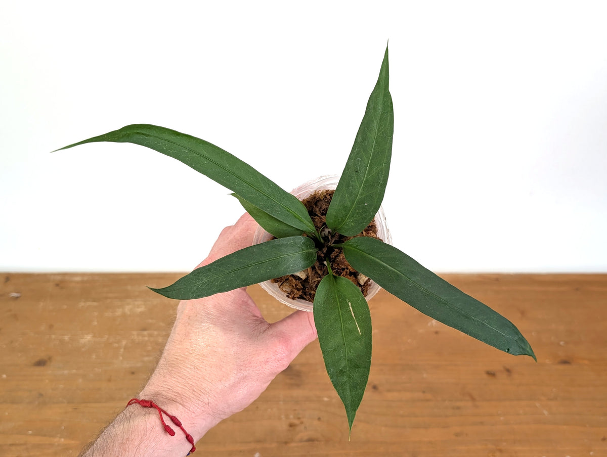 Anthurium Vittariifolium