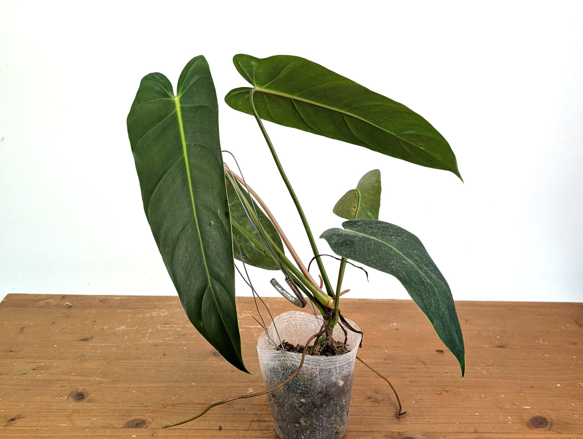Philodendron Esmeralda Spirit - P. Esmeralda x Spiritus Sancti