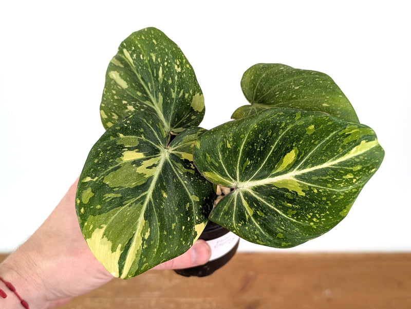 Philodendron Gloriosum Variegated - EXACT Plant #08A