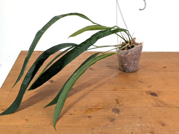 Anthurium Fornicifolium