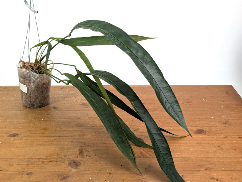Anthurium Fornicifolium