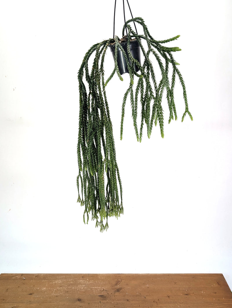 Huperzia Carinata "See Da"