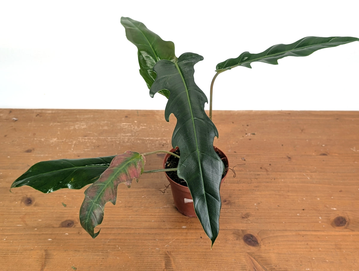 Philodendron Angel Eyes