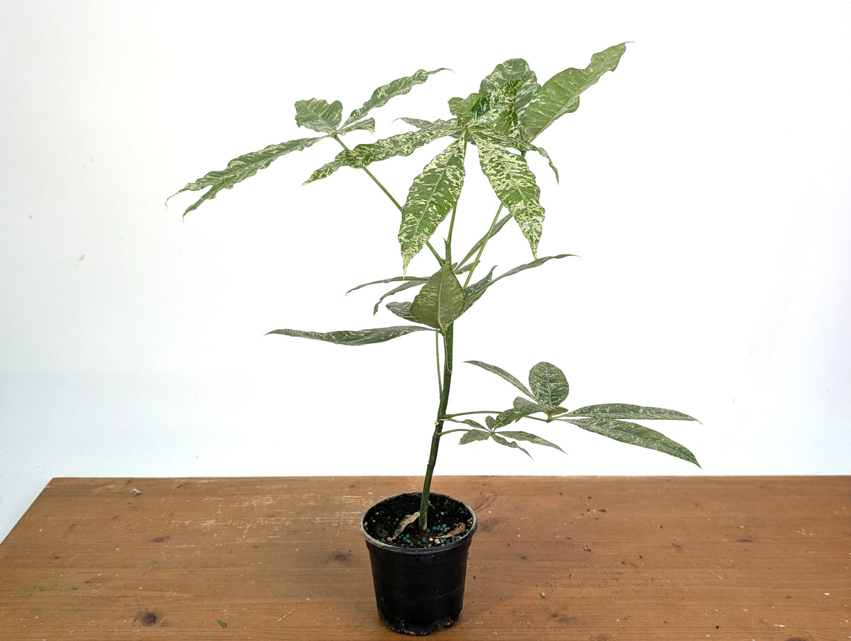 'Milky Way' Variegated Money Tree - Pachira Glabra