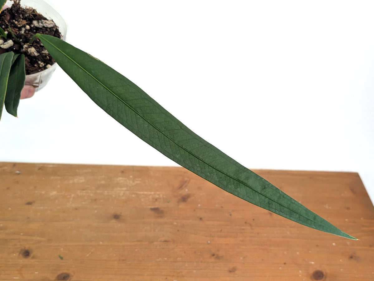 Anthurium Coriaceum