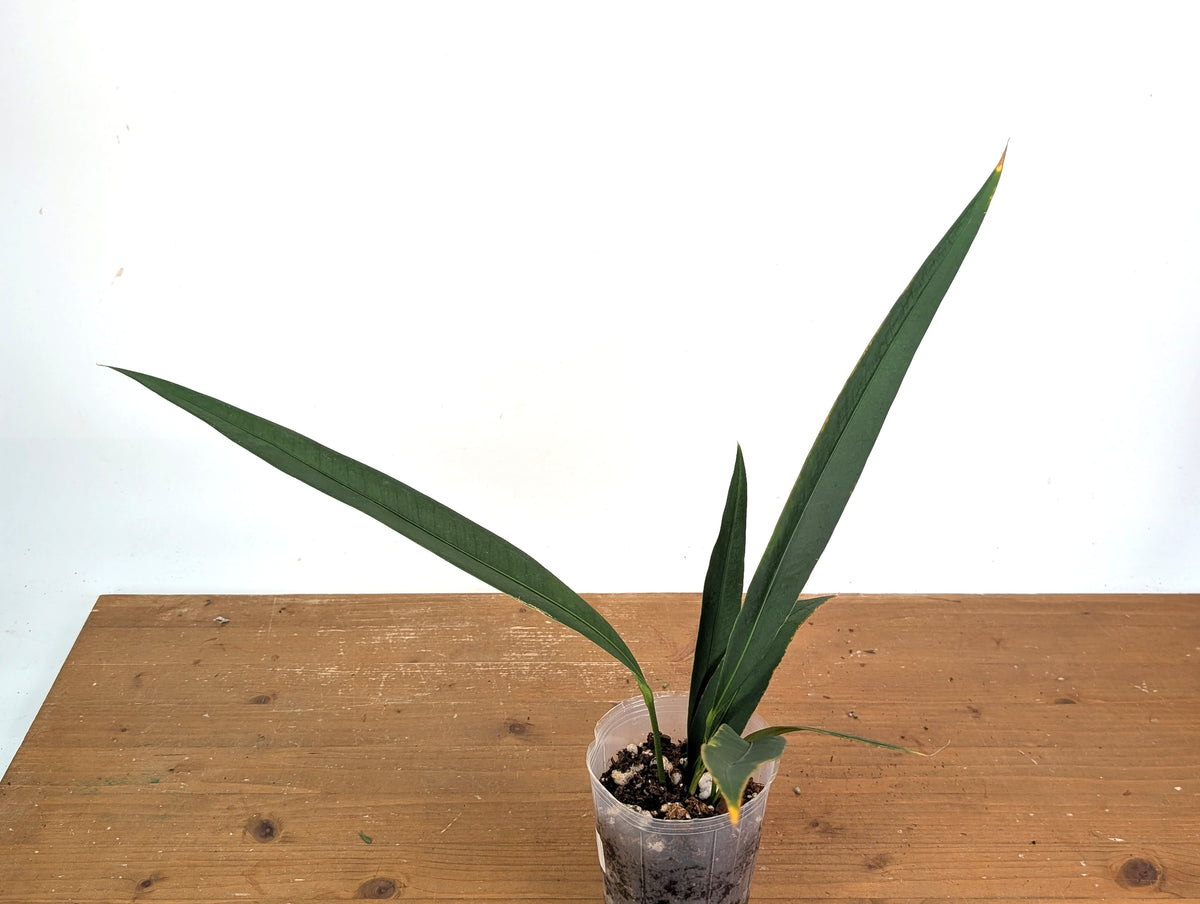 Anthurium Coriaceum