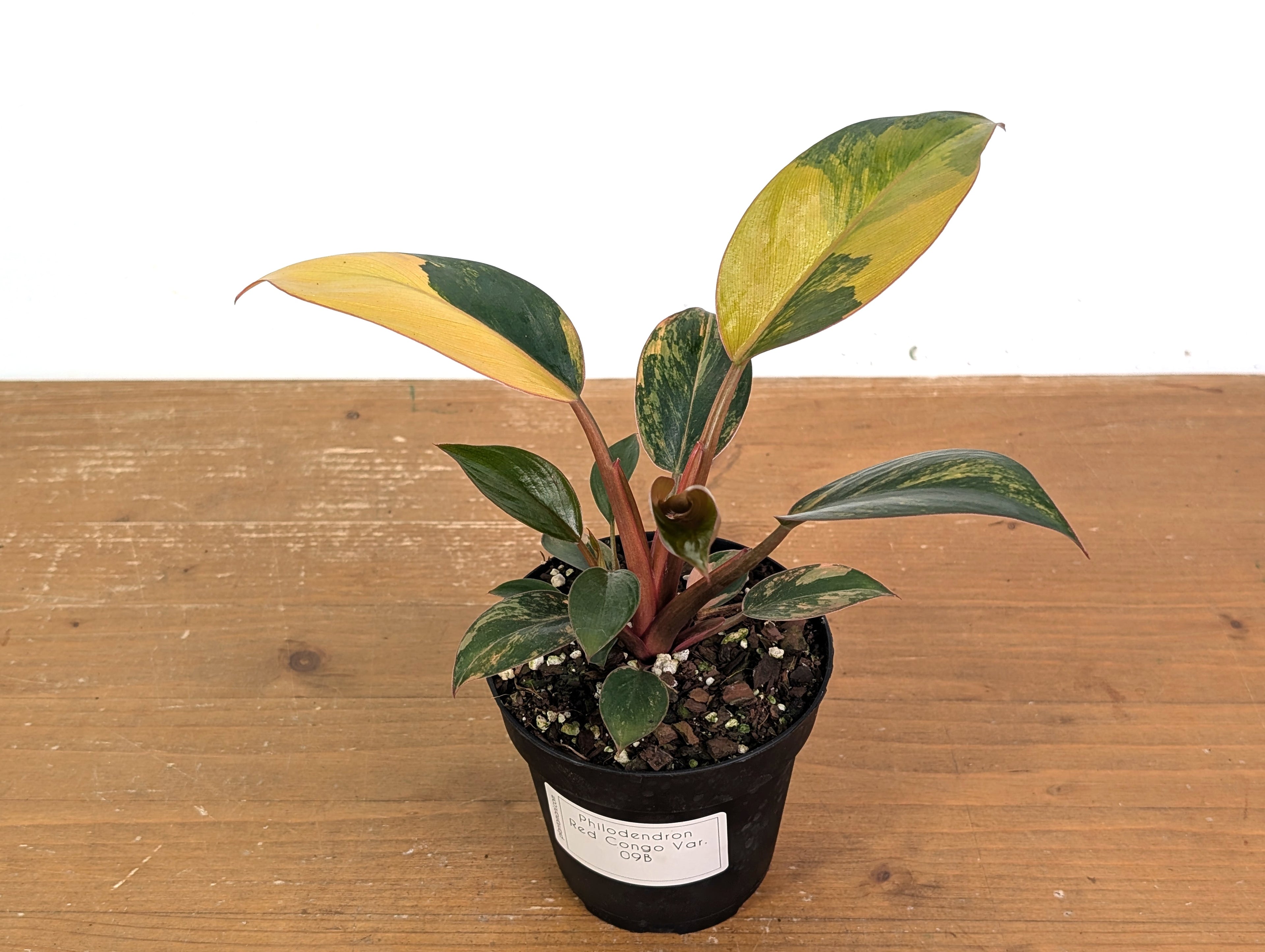 Philodendron Red Congo Variegated (Exact Plants)
