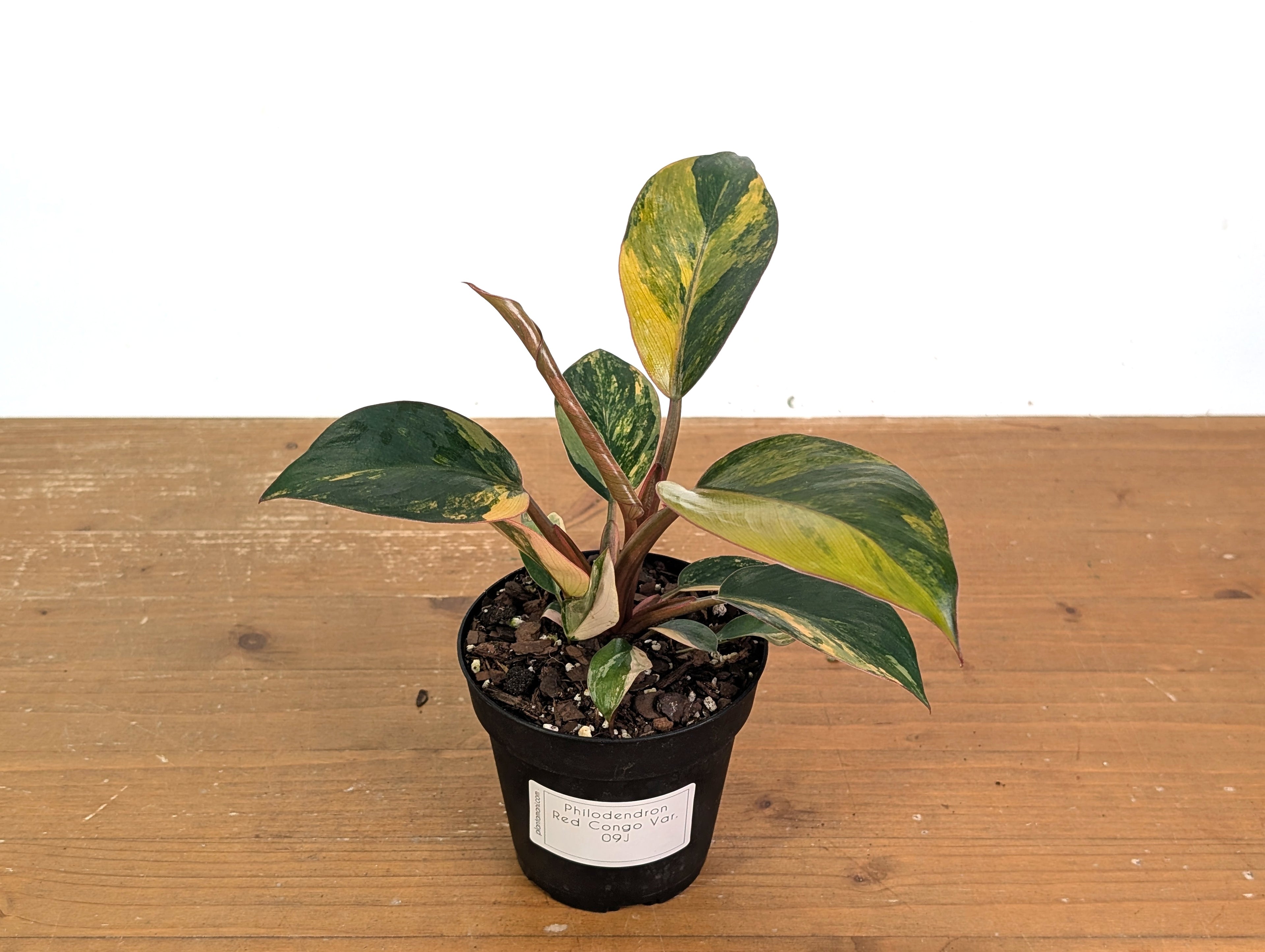 Philodendron Red Congo Variegated (Exact Plants)